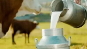 milk.jpg