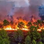 1779943144_forest-fire.jpg