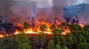 forest-fire.jpg