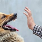 dog-bite.jpg