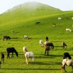 उत्तराखंड में फिल्म संस्कृति को नई पहचान, पहली बार फिल्म पुरस्कारों का आयोजन, फिल्मों, कलाकारों और तकनीकी प्रतिभाओं को मिलेगा सम्मान