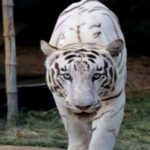 white-tiger.jpg